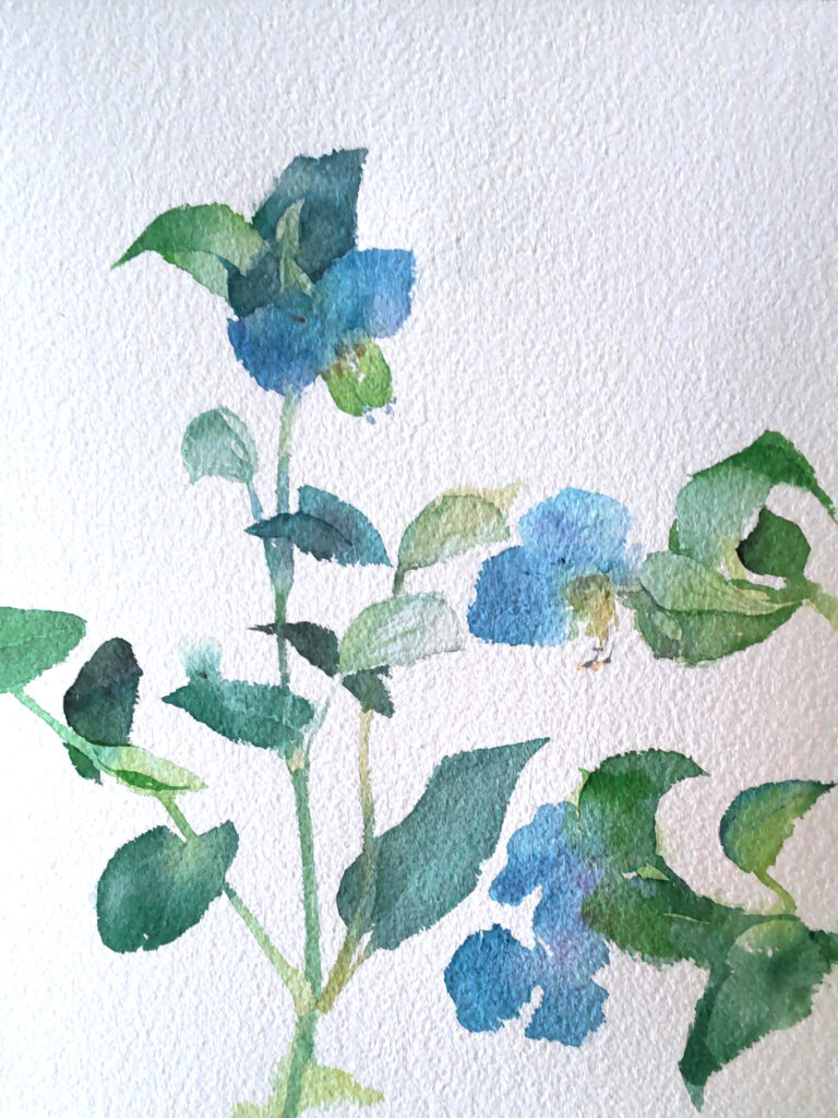 夏の花 Summer Flowers 本日もスケッチびより